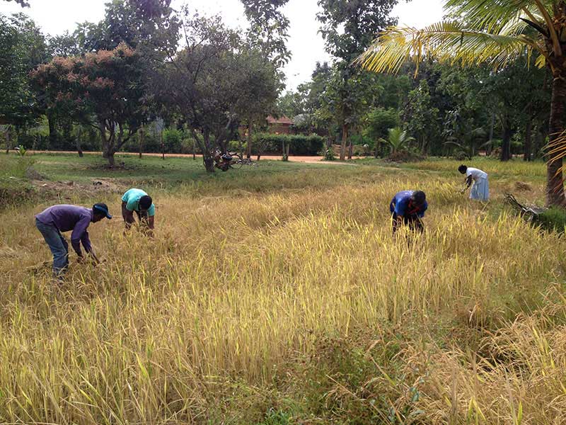 Village Tours in Sigiriya, Sigiriya and Habarana rural village walks, Village walks in Rural Villages, Village Tours in Sri Lanka, Walking tours in Sigiriya, Sigiriya Village Tours, Rural Village walking tours in Sigiriya and Habarana