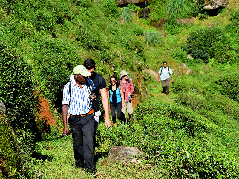 Single Tree Trek in Nuwara Eliya -  Nuwara Eliya Things to do - Tea Trail expperience in Nuwara Eliya