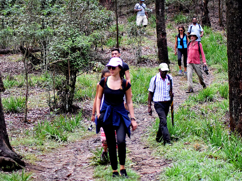 Single Tree Trek in Nuwara Eliya -  Nuwara Eliya Things to do - Tea Trail expperience in Nuwara Eliya