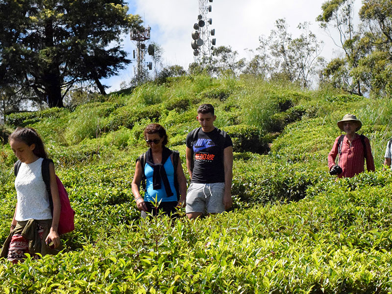 Single Tree Trek in Nuwara Eliya -  Nuwara Eliya Things to do - Tea Trail expperience in Nuwara Eliya