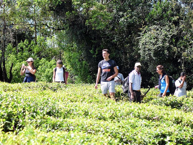 Single Tree Trek in Nuwara Eliya -  Nuwara Eliya Things to do - Tea Trail expperience in Nuwara Eliya