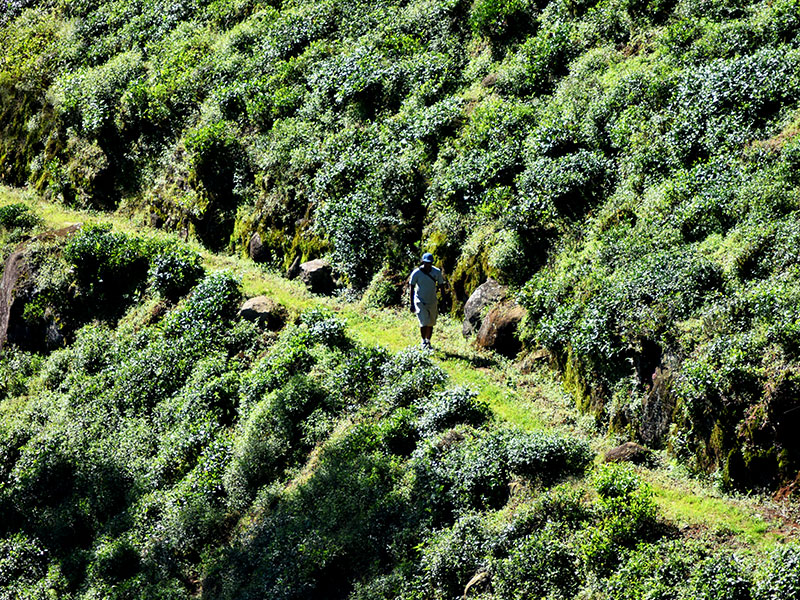 Single Tree Trek in Nuwara Eliya -  Nuwara Eliya Things to do - Tea Trail expperience in Nuwara Eliya