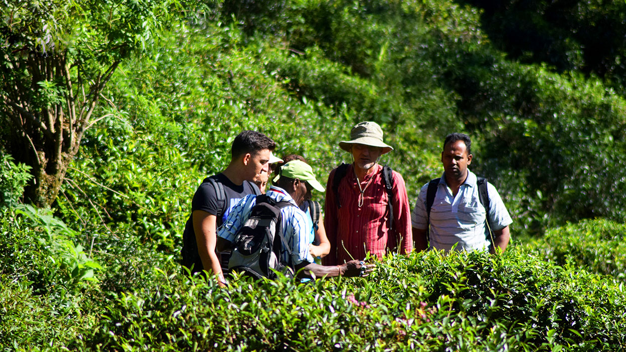 Single Tree Trek in Nuwara Eliya -  Nuwara Eliya Things to do - Tea Trail expperience in Nuwara Eliya