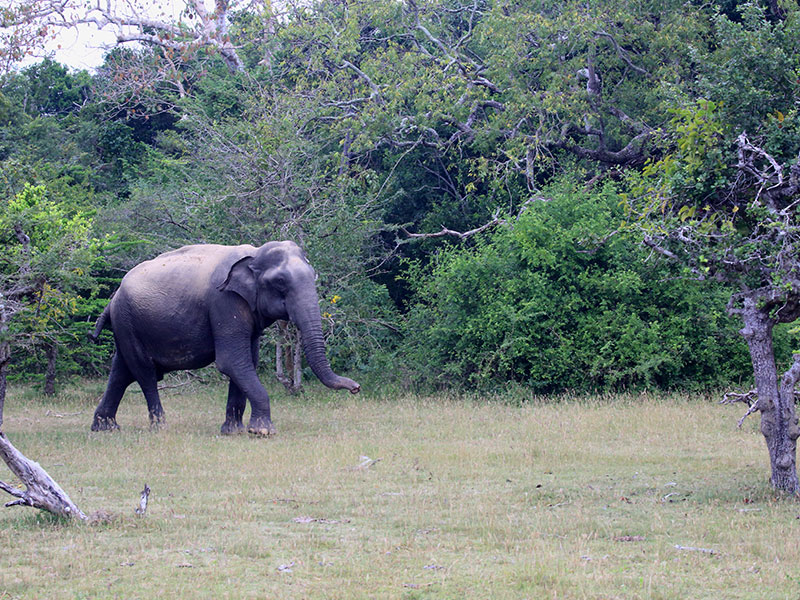 Camping Tours in Kumana, Tented Safari Camps in Kumana, Safari Camping in Kumana, Kumana Safari Camp, Kumana Safari Camping, Kumana Safari Camping Tours, Kumana Camping Safaris, Luxury Safari Camping Tours, Kumana Luxury Safari Camp, Kumana Camping