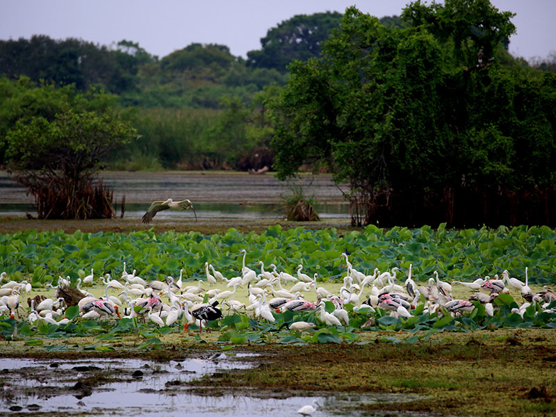 Camping Tours in Kumana, Tented Safari Camps in Kumana, Safari Camping in Kumana, Kumana Safari Camp, Kumana Safari Camping, Kumana Safari Camping Tours, Kumana Camping Safaris, Luxury Safari Camping Tours, Kumana Luxury Safari Camp, Kumana Camping