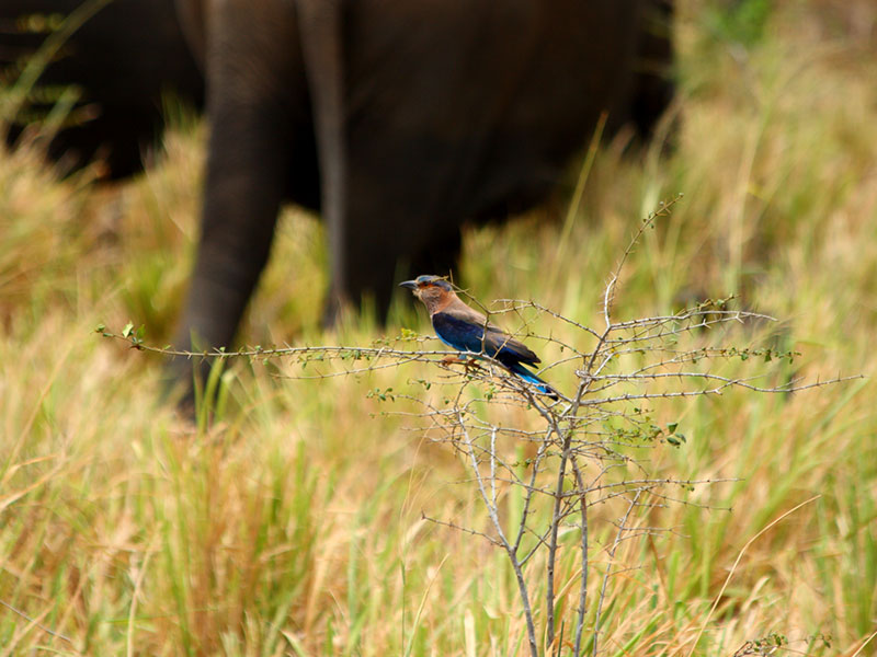 Tented Safari Camps in Udawalawe, Luxury Safari Camping in Udawalawe, Udawalawe Safari Camp, Udawalawe Safari Camping, Udawalawe Camping Safaris, Camping Tours in Udawalawe, Udawalawe Safari Camping Tours, Luxury Safari Camping Tours, Udawalawe Luxury Safari Camp, Udawalawe Camping