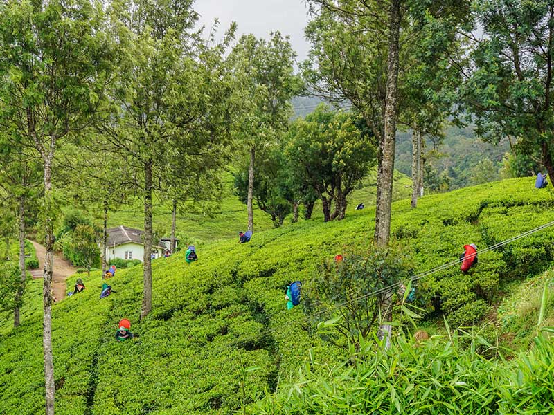 Tea experience in Sri lanka, Sri Lanka - Tea pluckers in sri Lanka - Tea making process in Nuwara Eliya, Sri Lanka - Tea Estate in Nuwara Eliya