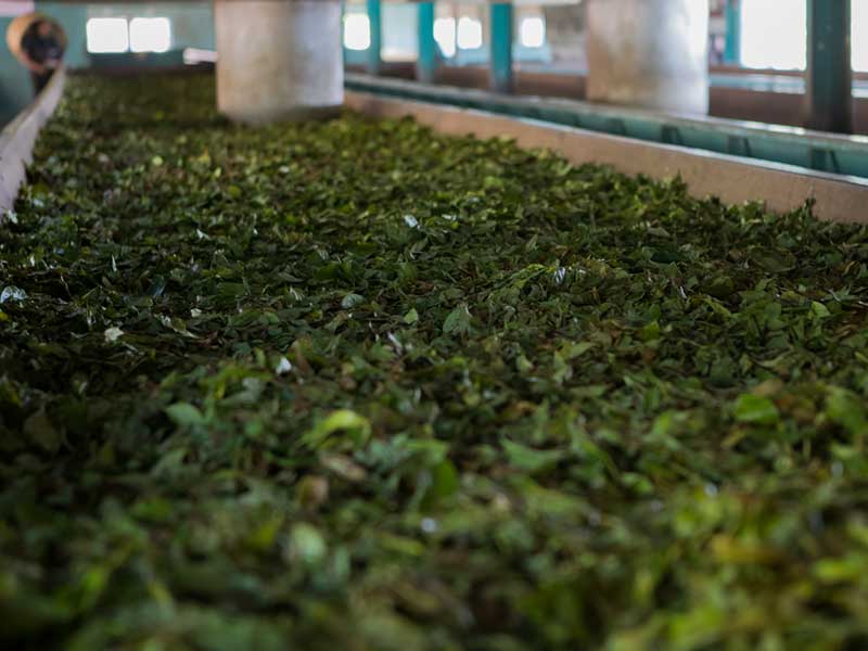 Tea experience in Sri lanka, Sri Lanka - Tea pluckers in sri Lanka - Tea making process in Nuwara Eliya, Sri Lanka - Tea Estate in Nuwara Eliya