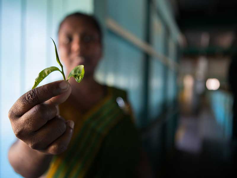 Tea experience in Sri lanka, Sri Lanka - Tea pluckers in sri Lanka - Tea making process in Nuwara Eliya, Sri Lanka - Tea Estate in Nuwara Eliya