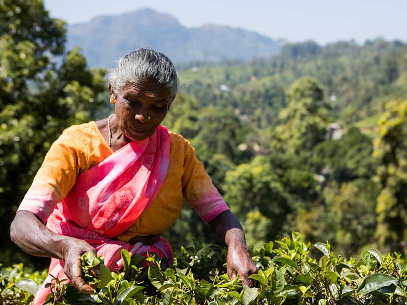 Tea experience in Sri lanka, Sri Lanka - Tea pluckers in sri Lanka - Tea making process in Nuwara Eliya, Sri Lanka - Tea Estate in Nuwara Eliya