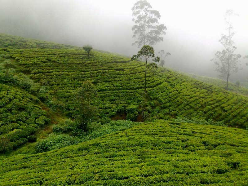 Tea experience in Sri lanka, Sri Lanka - Tea pluckers in sri Lanka - Tea making process in Nuwara Eliya, Sri Lanka - Tea Estate in Nuwara Eliya