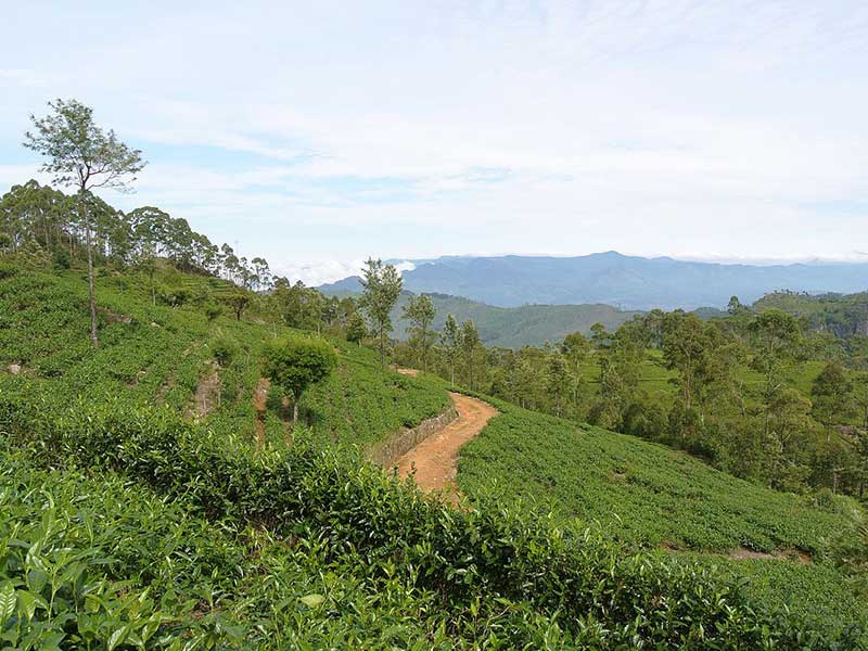 Tea experience in Sri lanka, Sri Lanka - Tea pluckers in sri Lanka - Tea making process in Nuwara Eliya, Sri Lanka - Tea Estate in Nuwara Eliya