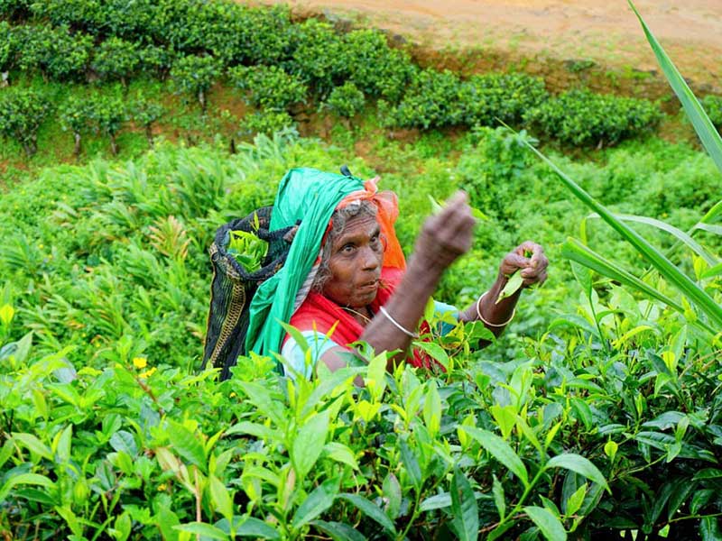 Tea experience in Sri lanka, Sri Lanka - Tea pluckers in sri Lanka - Tea making process in Nuwara Eliya, Sri Lanka - Tea Estate in Nuwara Eliya