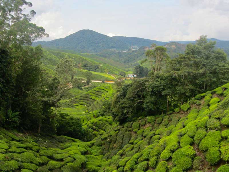 Tea experience in Sri lanka, Sri Lanka - Tea pluckers in sri Lanka - Tea making process in Nuwara Eliya, Sri Lanka - Tea Estate in Nuwara Eliya