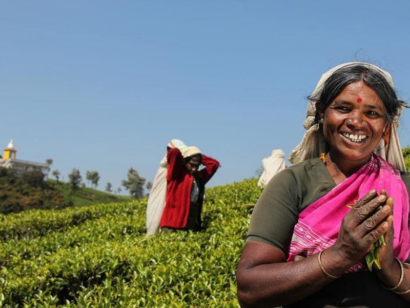 Tea experience in Sri lanka, Sri Lanka - Tea pluckers in sri Lanka - Tea making process in Nuwara Eliya, Sri Lanka - Tea Estate in Nuwara Eliya