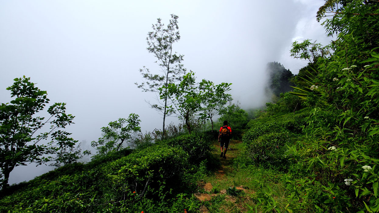 Trekking in Haputale - Tea Estate walking in Haputale - Tea Estate Bungalows & Villas in Haputale - Tea Estate Tours in Haputale - Tea Estate in Sri Lanka - Trekking trips in Sri Lanka - Sri Lanka Trekking & Hiking