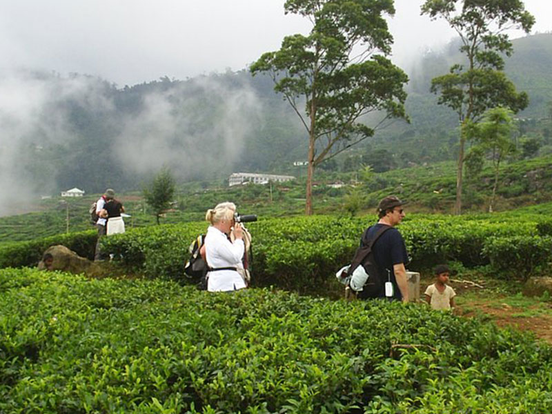 Trekking in Haputale - Tea Estate walking in Haputale - Tea Estate Bungalows & Villas in Haputale - Tea Estate Tours in Haputale - Tea Estate in Sri Lanka - Trekking trips in Sri Lanka - Sri Lanka Trekking & Hiking