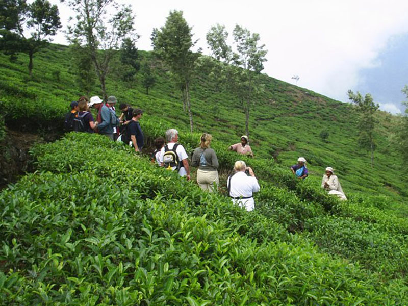 Trekking in Haputale - Tea Estate walking in Haputale - Tea Estate Bungalows & Villas in Haputale - Tea Estate Tours in Haputale - Tea Estate in Sri Lanka - Trekking trips in Sri Lanka - Sri Lanka Trekking & Hiking