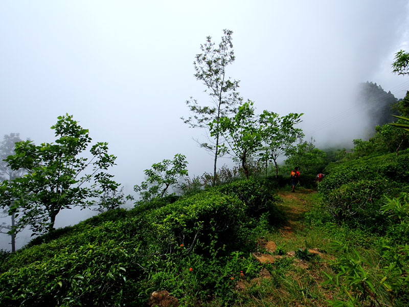 Scenic Trekking and Hiking Tours in Horton Plains and Bambarakanda Waterfall - Horton Plains trekking tours - bambarakanda waterfall trekking tours - Bambarakanda Waterfall and Horton Plains Trekking - trekking tours in sri lanka - Horton Plains Ohiya and Bambarakanda Waterfall Trekking Trip in Sri Lanka - sri lanka trekking & hiking trips