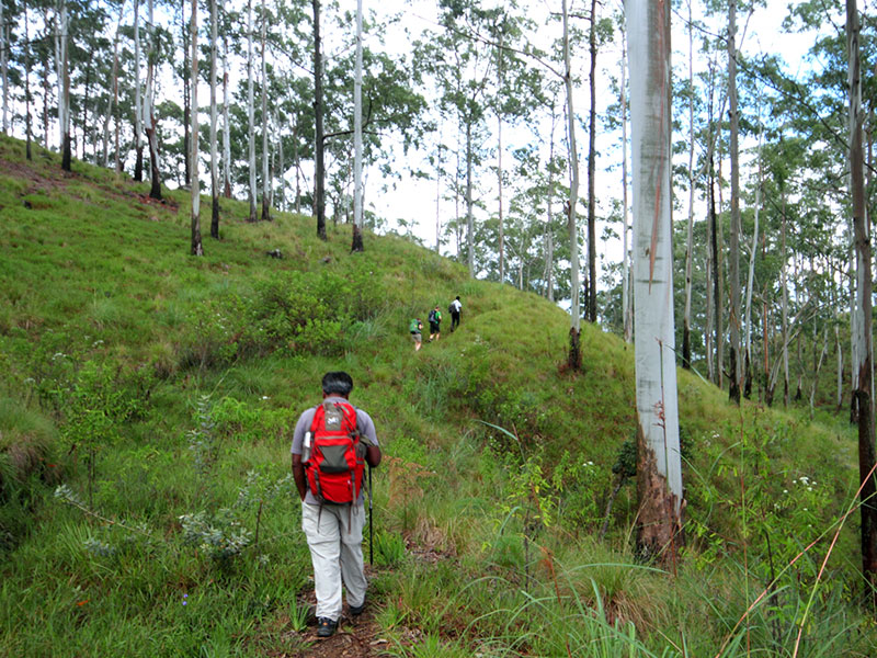 Scenic Trekking and Hiking Tours in Horton Plains and Bambarakanda Waterfall - Horton Plains trekking tours - bambarakanda waterfall trekking tours - Bambarakanda Waterfall and Horton Plains Trekking - trekking tours in sri lanka - Horton Plains Ohiya and Bambarakanda Waterfall Trekking Trip in Sri Lanka - sri lanka trekking & hiking trips