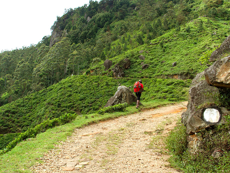 Scenic Trekking and Hiking Tours in Horton Plains and Bambarakanda Waterfall - Horton Plains trekking tours - bambarakanda waterfall trekking tours - Bambarakanda Waterfall and Horton Plains Trekking - trekking tours in sri lanka - Horton Plains Ohiya and Bambarakanda Waterfall Trekking Trip in Sri Lanka - sri lanka trekking & hiking trips