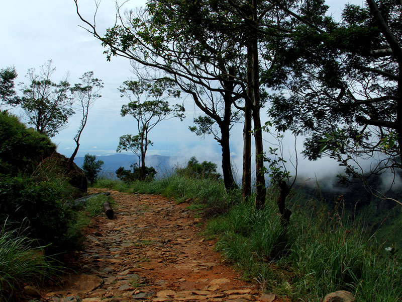 Scenic Trekking and Hiking Tours in Horton Plains and Bambarakanda Waterfall - Horton Plains trekking tours - bambarakanda waterfall trekking tours - Bambarakanda Waterfall and Horton Plains Trekking - trekking tours in sri lanka - Horton Plains Ohiya and Bambarakanda Waterfall Trekking Trip in Sri Lanka - sri lanka trekking & hiking trips