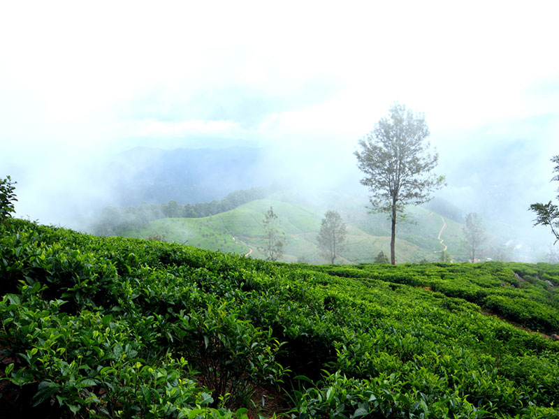 Scenic Trekking and Hiking Tours in Horton Plains and Bambarakanda Waterfall - Horton Plains trekking tours - bambarakanda waterfall trekking tours - Bambarakanda Waterfall and Horton Plains Trekking - trekking tours in sri lanka - Horton Plains Ohiya and Bambarakanda Waterfall Trekking Trip in Sri Lanka - sri lanka trekking & hiking trips