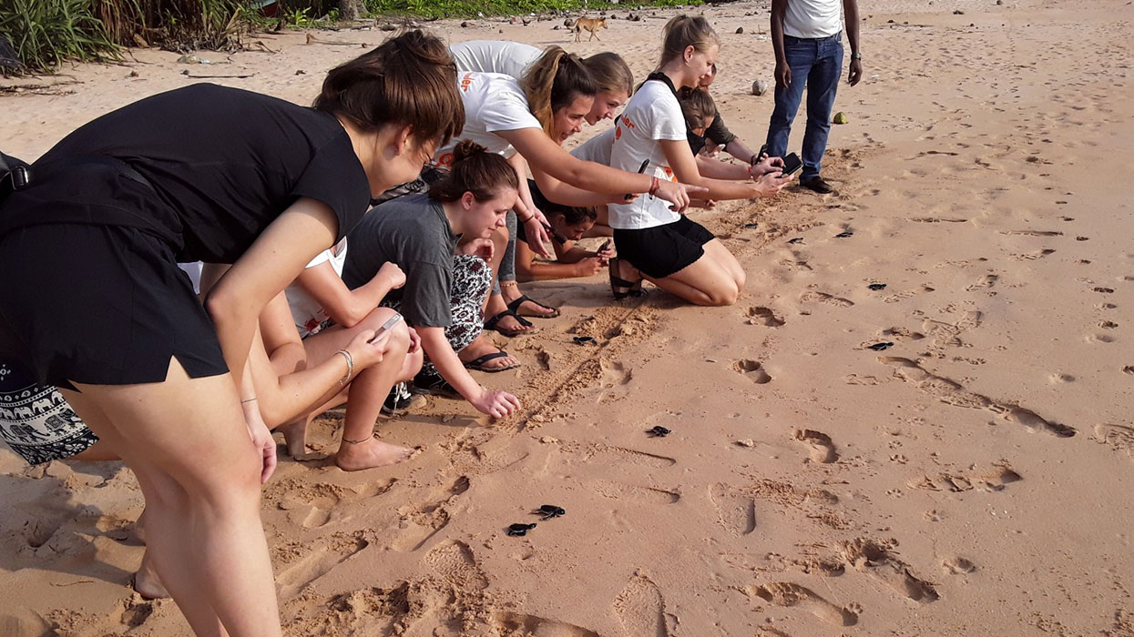 Volunteer in Sri Lanka - Turtle Conservation in Sri Lanka - Turtle study and conservation experience - Volunteer for Turtle Conservation in Sri Lanka