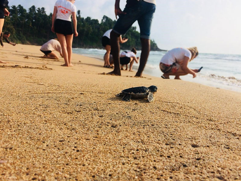 Volunteer in Sri Lanka - Turtle Conservation in Sri Lanka - Turtle study and conservation experience - Volunteer for Turtle Conservation in Sri Lanka