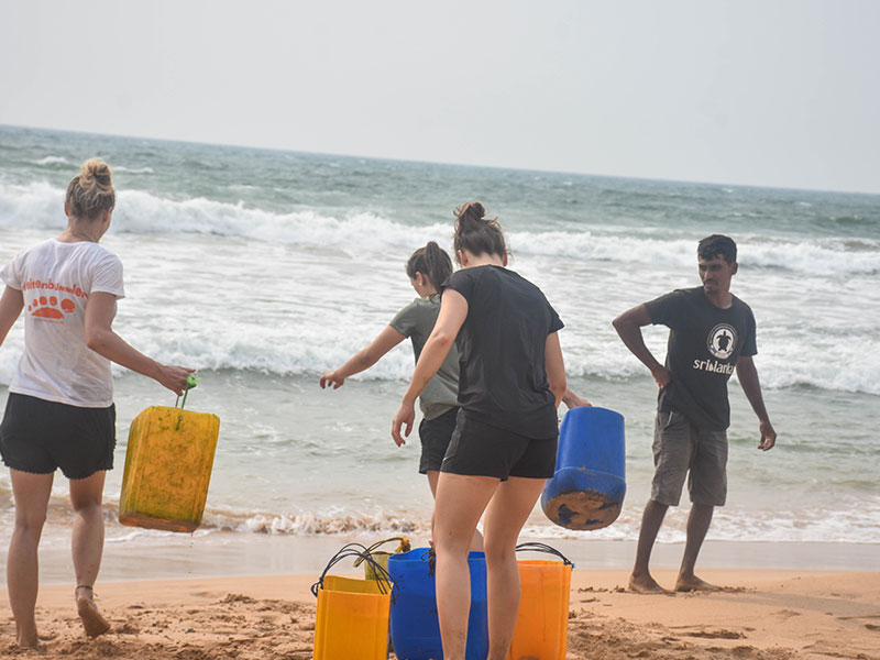 Volunteer in Sri Lanka - Turtle Conservation in Sri Lanka - Turtle study and conservation experience - Volunteer for Turtle Conservation in Sri Lanka