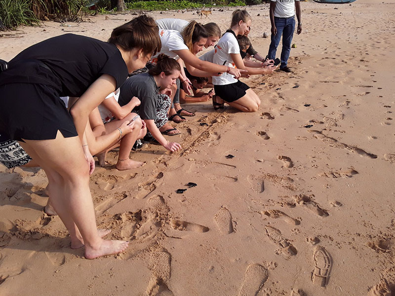 Volunteer in Sri Lanka - Turtle Conservation in Sri Lanka - Turtle study and conservation experience - Volunteer for Turtle Conservation in Sri Lanka