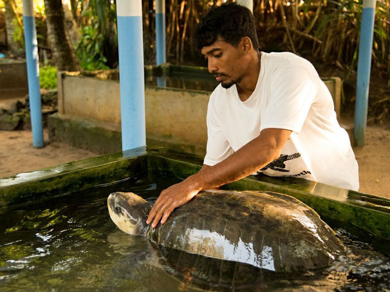 Volunteer in Sri Lanka - Turtle Conservation in Sri Lanka - Turtle study and conservation experience - Volunteer for Turtle Conservation in Sri Lanka