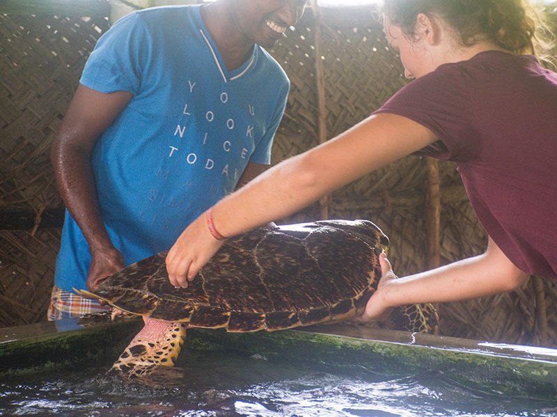 Volunteer in Sri Lanka - Turtle Conservation in Sri Lanka - Turtle study and conservation experience - Volunteer for Turtle Conservation in Sri Lanka