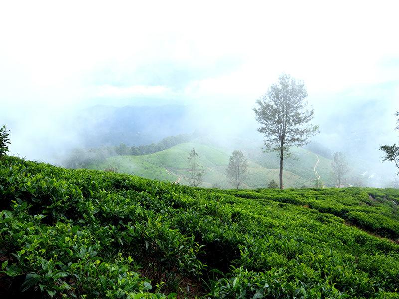 Trekking Tours in Sri Lanka - Walk from Nuwara Eliya to Ella - Ella Trekking tours - Trekking to Ella - Walking Trips in Sri Lanka - Nuwara Eliya Trekking Trips