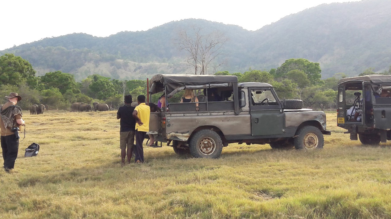 Wild Elephant Observation  in Sri Lanka - Wasgamuwa National park- Conservation Expedition in Wasgamuwa - Elephant Watching in wasgamuwa National Park - Wasgamuwa, Sri Lanka