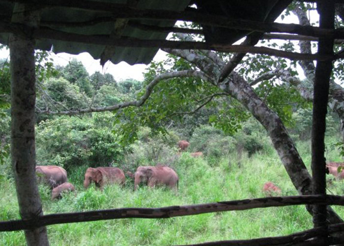 Wild Elephant Observation  in Sri Lanka - Wasgamuwa National park- Conservation Expedition in Wasgamuwa - Elephant Watching in wasgamuwa National Park - Wasgamuwa, Sri Lanka