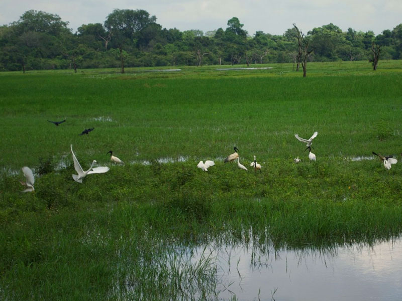 Wild Elephant Observation  in Sri Lanka - Wasgamuwa National park- Conservation Expedition in Wasgamuwa - Elephant Watching in wasgamuwa National Park - Wasgamuwa, Sri Lanka